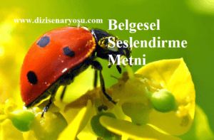 Belgesel Seslendirme Metni