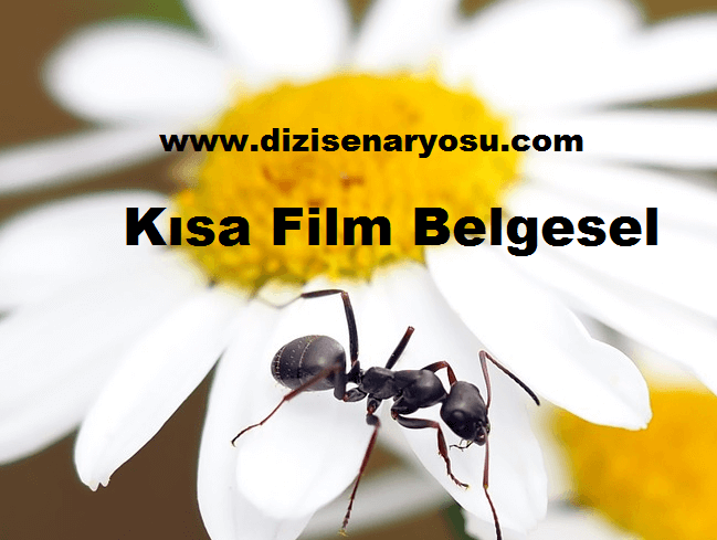 Kısa Film Belgesel